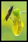 Mosca