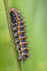 Bruco di Melitaea didyma