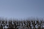Col naso in su