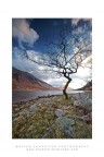 Dark Tree