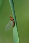 effimera