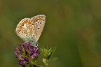 Licenide