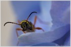 Clytus Arietis