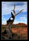 Bush Tree