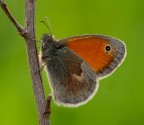 Butterfly in controluce