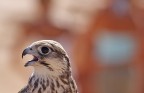 Rapace