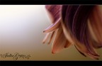 sono petali