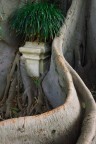 le radici di un albero secolare hanno intrappolato nei secoli l'arredo di un rigoglioso giardino