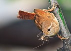 Una mamma scricciolo porta il cibo per i piccoli