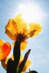 Il tulipano