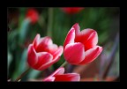 ISO 320, 1/320s, f/6.3, 200mm su Nikkor 80-200 AF-D f/4.5-5.6
Scatto in NEF, WB auto.
Post processing