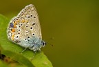 Polymmatus icarus