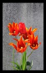 Tulipani