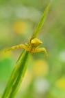 Nel Giallo