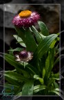 Questa  la prima prova col adattatore M42 x la mia EOS XTI , la foto e totalmente originale scattata in raw regolato soltanto i colori,contrasto e aggiunto il bordo. Nitidezza e rumore originali.