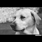 ::: LUNA :::