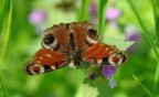 farfalla vissuta