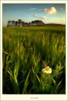 Springing