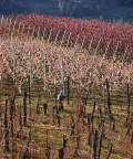 primavera