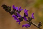 fiori di campo
