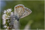 Canon 40D + Sigma 70mm. macro
Iso 200- 1/200sec. - F10

Qui la versione a 2000px
http://images2.fotoalbum.virgilio.it/v/www1-2/200/200879/362965/FarfMenta1-or.jpg