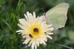 Farfalla
