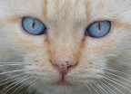 un gatto randagio accetta la sfida dell'obiettivo