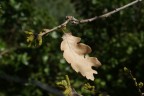 ultime foglie d'autunno