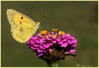 Canon 40D + Sigma 70mm. macro
Iso 160- 1/640sec. - F8
Qui la versione grande
http://images1.fotoalbum.virgilio.it/v/www1-1/200/200879/362965/ColiasCroceus1-or.jpg