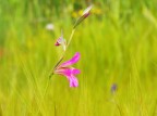 Fiore di campo