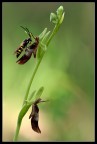 Credo un calabrone su Orchidea Insectifera.

Nikon D200  Sigma 180 macro  Iso 200  1/13  F11 E.V+1.0 Cavalletto