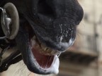 per i cavalli la schiavit esiste ancora..