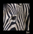 linee