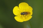 in yellow...