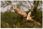 Volo