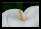 Calla 2