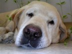 "Chi non ha avuto un cane non sa cosa significhi essere amato".  (A. SCHOPENHAUER)