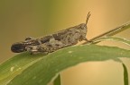 Aiolopus strepens
