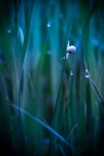 Canon 400D - 50mm f/4, 1/200, 100 ISO

Suggerimenti, commenti e critiche sono sempre benvenuti!