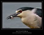 Nitticora