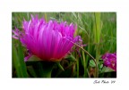 &quot;Fiore di Carciofo&quot;