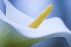 calla