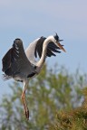 Ardea cinerea