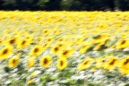 Girasoli in Provenza