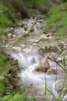 torrente furi