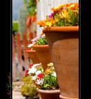 Nel Giardino
