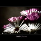 Un'altra primavera