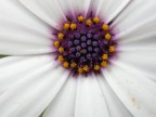 fiore
