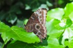 farfalla