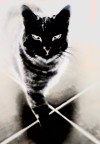 Essenza Felina